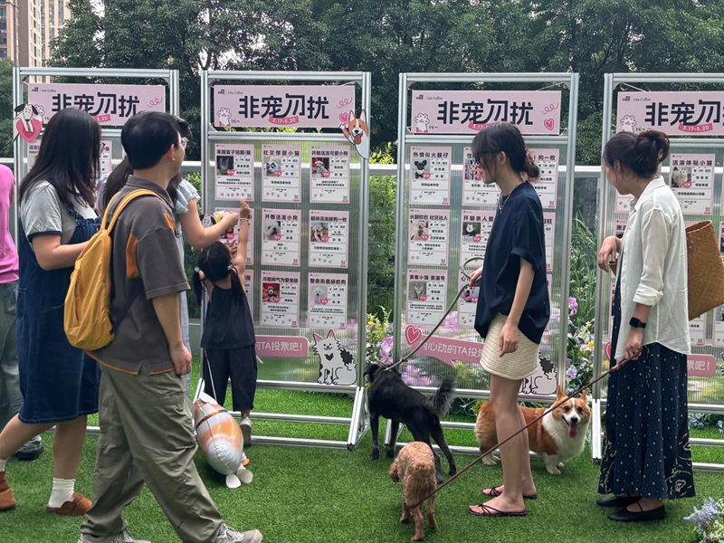 这届年轻人开始为宠物包办婚姻”，商场“宠物相亲角”走红，主人为爱宠定制求偶简历