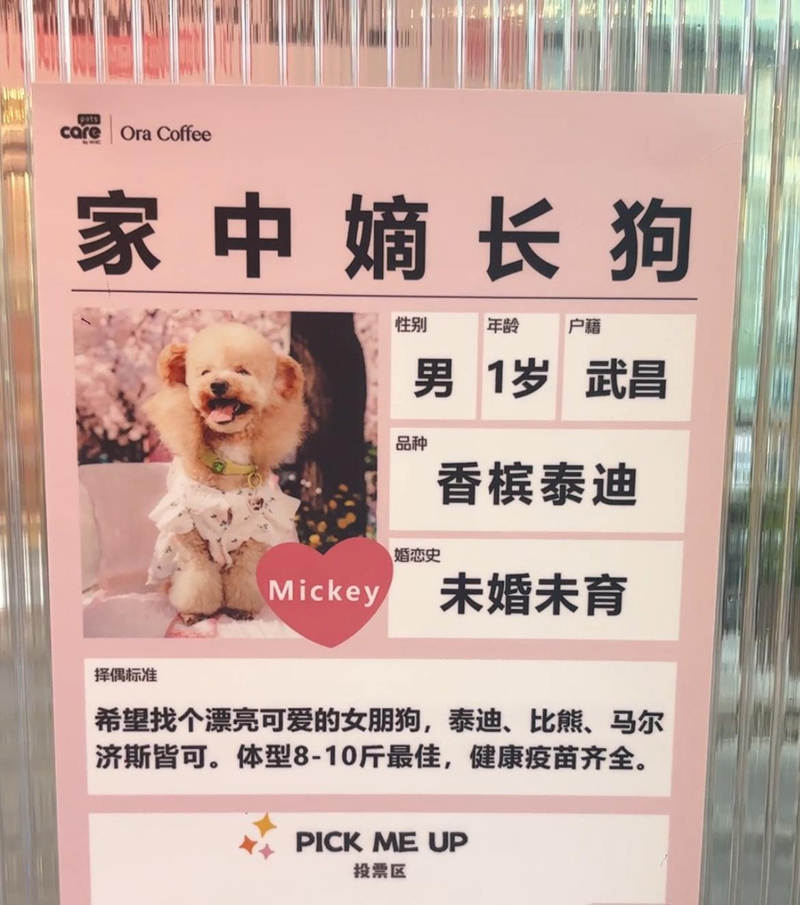 这届年轻人开始为宠物包办婚姻”，商场“宠物相亲角”走红，主人为爱宠定制求偶简历