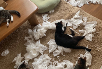 租180平房子养7只猫，退房时房东火了：猫咪拆家你得赔！