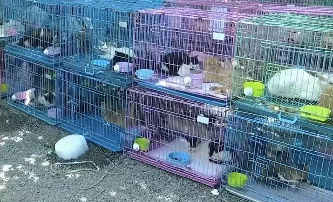 江苏两地查获违规运猫车救下900多只猫：不少出现脱水、骨折等情况