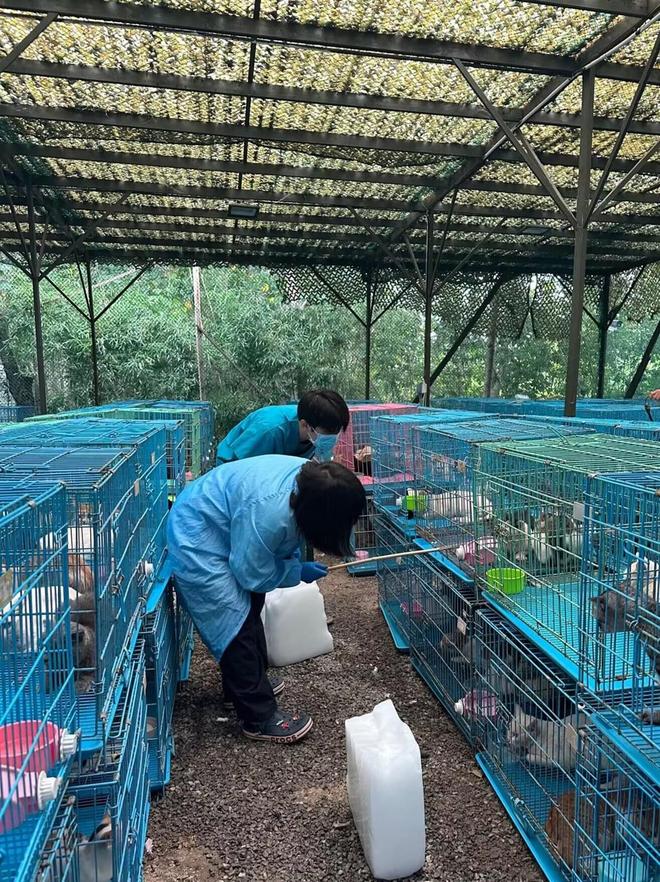江苏两地查获违规运猫车救下900多只猫：已有两只找到了主人