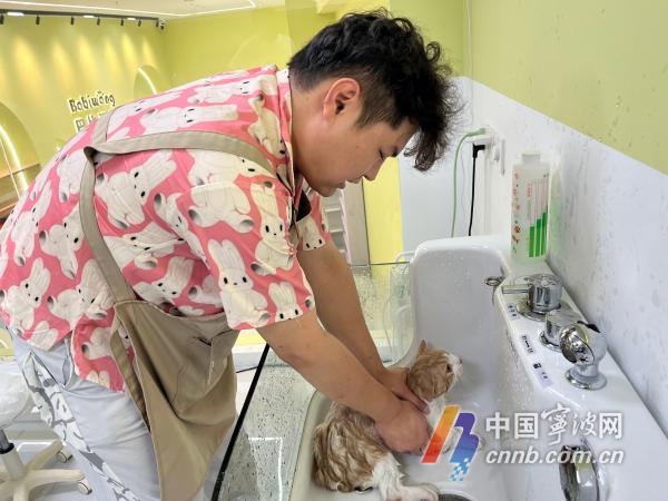 高温催热“它经济”：宠物消暑用品、寄养服务夏季热销
