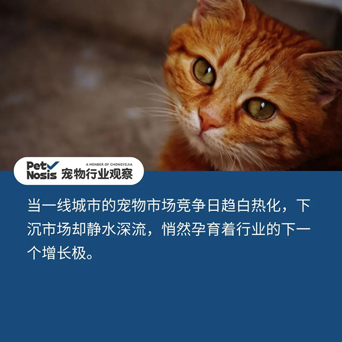 下沉市场，能成为宠物行业的增长新引擎吗？