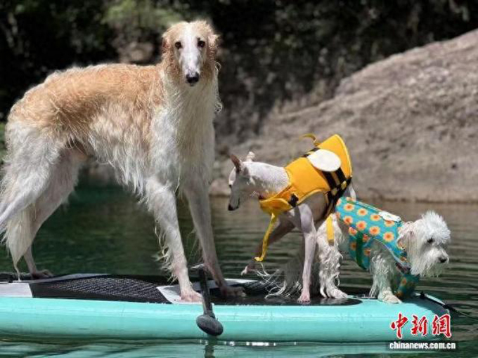 炎炎夏日，浙江多地兴起宠物“降温游”