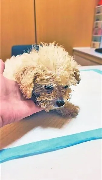 南昌一消费者1200元买比熊犬，11天死亡索赔遇阻