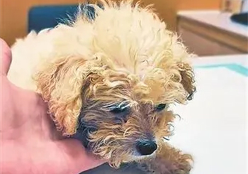 南昌一消费者1200元买比熊犬，11天死亡索赔遇阻