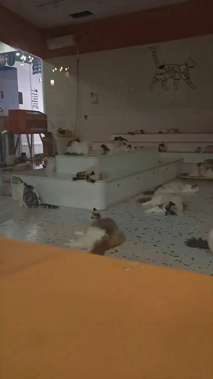 撸猫馆撤店后数十只猫咪滞留店内，商场：有人清理喂食，现已妥善安置