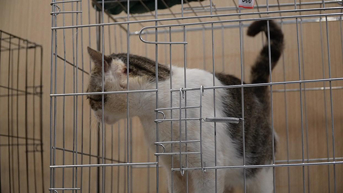 四百余只小猫被救助，大部分目前状态良好