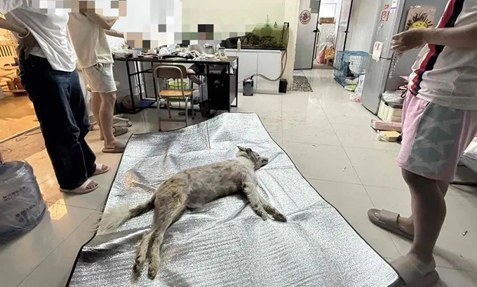 福建女子称狗狗被宠物店烘干箱活活烤死？对方却谎称中暑，涉事门店歇业