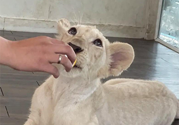 泰国：狮子成宠物引担忧