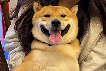 长沙一柴犬在寄养店蹊跷死亡，毛孩子的安全如何守护
