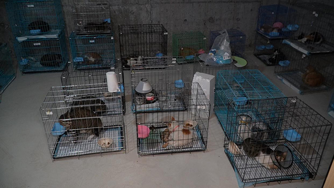 四百余只小猫被救助，大部分目前状态良好