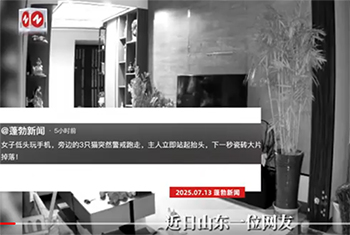 小猫预警瓷砖掉落，主人秒躲开引热议