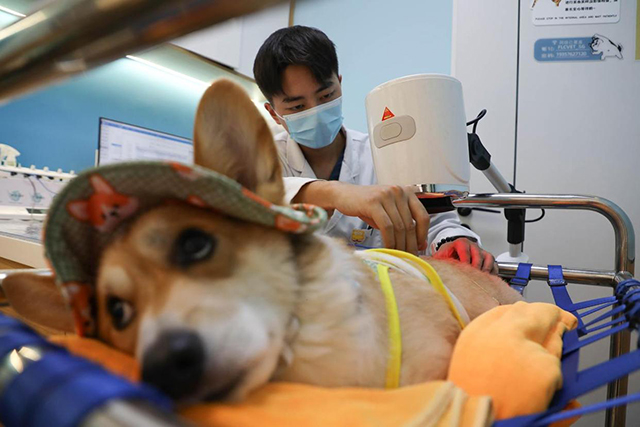 “毛孩子”生病，试试中医？宠物针灸推拿渐受青睐，有中兽医日接近10单