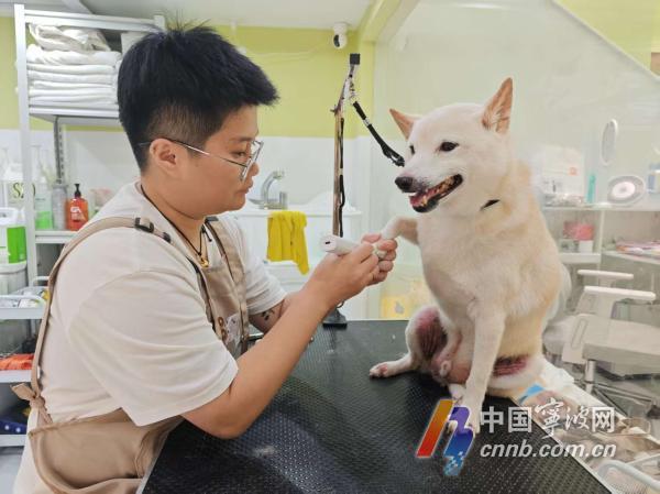 高温催热“它经济”：宠物消暑用品、寄养服务夏季热销