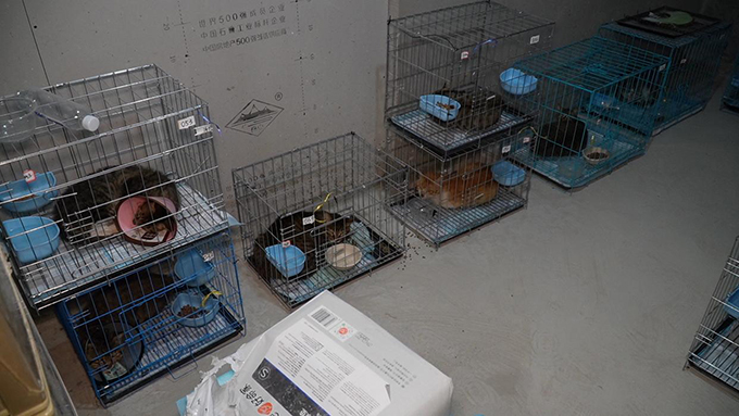 四百余只小猫被救助，大部分目前状态良好