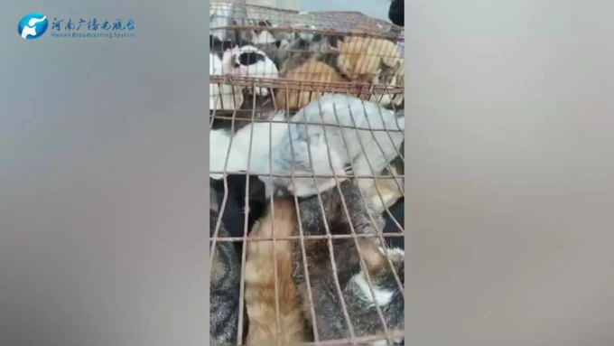 贵州贵阳全城接力救助491只猫，31只猫崽降生，官方发布认领公告