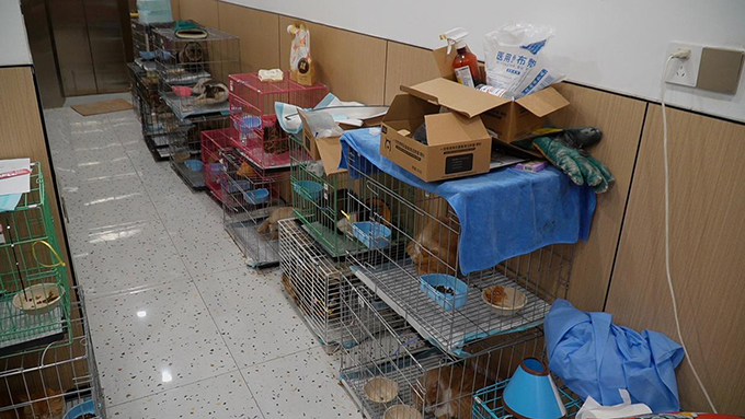 四百余只小猫被救助，大部分目前状态良好