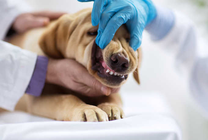 爱犬受伤接受手术后离世，主人网骂曝照宠物医生，法院：维权越界构成侵权！