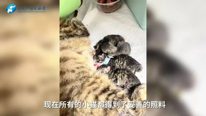 贵州贵阳全城接力救助491只猫，31只猫崽降生，官方发布认领公告