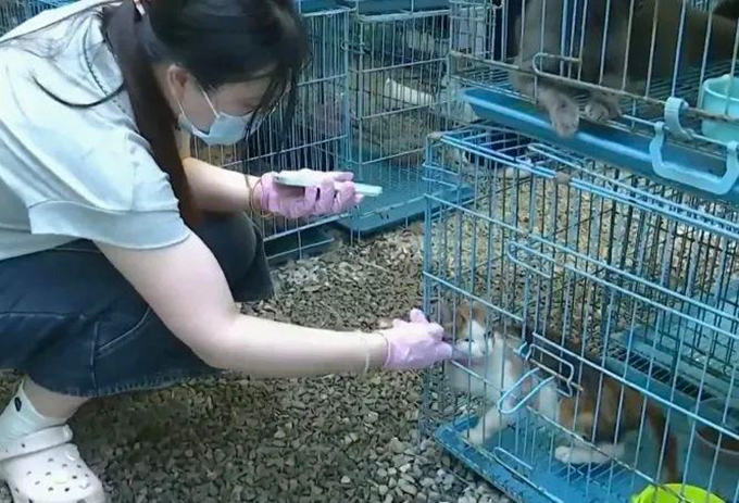 江苏两地查获违规运猫车救下900多只猫：不少出现脱水、骨折等情况