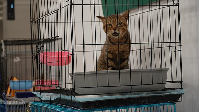 四百余只小猫被救助，大部分目前状态良好