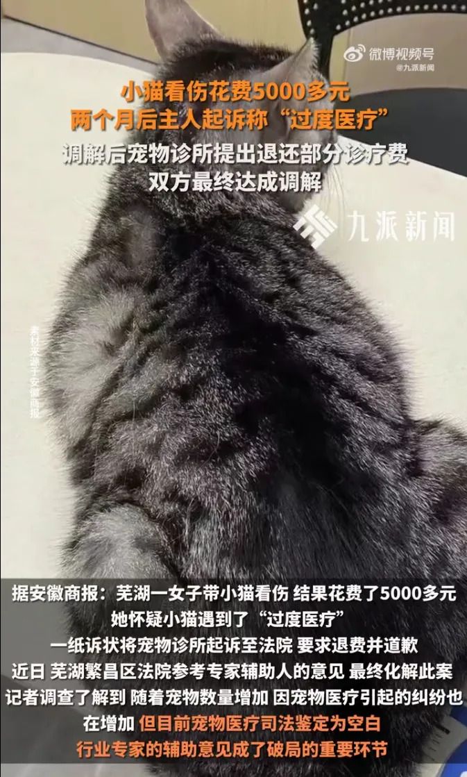 小猫看伤花5000元，宠主质疑诊所“过度医疗”
