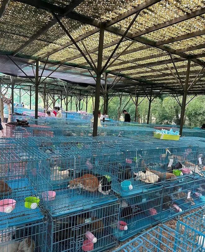 江苏两地查获违规运猫车救下900多只猫：已有两只找到了主人