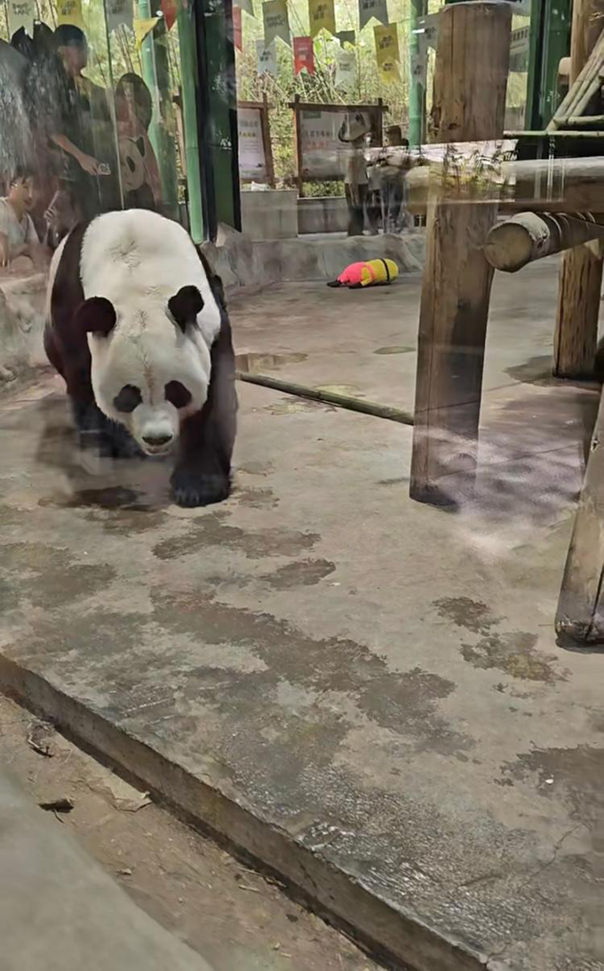河南一动物园熊猫馆多次被曝有宠物狗入内，园方：紧急消杀，已开除涉事保安