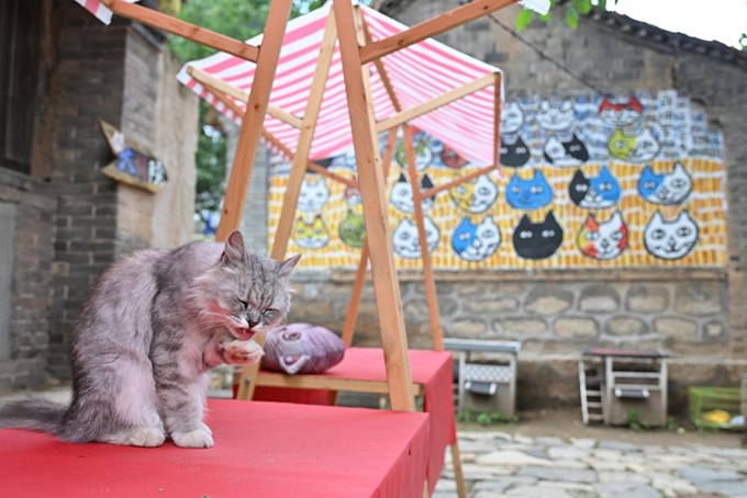 ​​“人搬走了，猫怎么办？” 他给200只猫“建”了座村