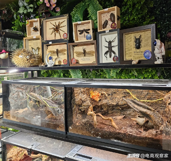 还开什么宠物店，现在卖“恐龙”和仓鼠水壶都能月入百万