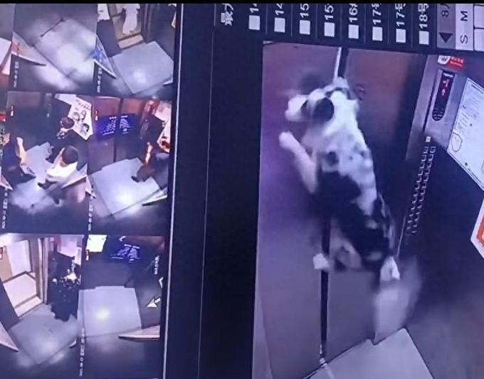 牧羊犬独自蹿进电梯，遛狗绳夹门缝被吊在半空