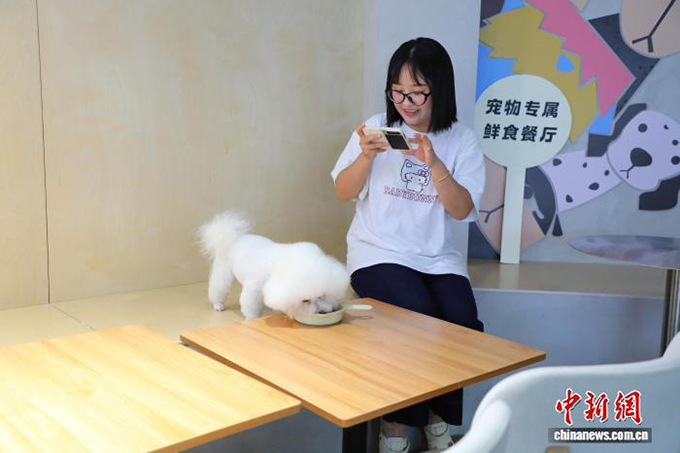 宠物友好型场景花式“上新”，携宠出游成新风潮