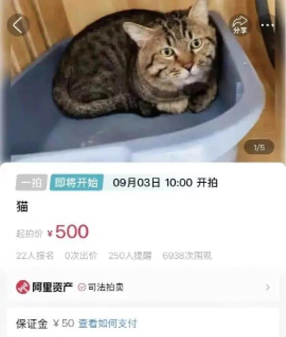 为宠物花钱，竟有这么多新花样！