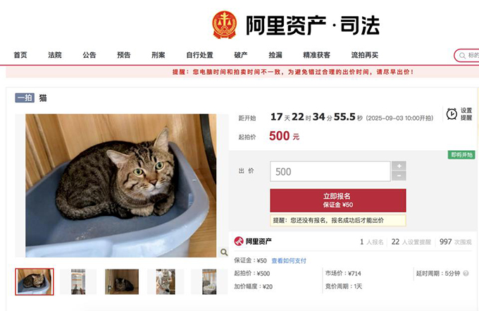 主人因欠钱被法院执行，3岁狸花猫将以500元价格拍卖