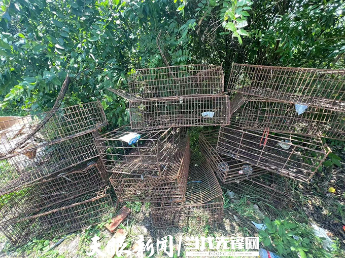 温情贵阳！非法运猫狗货车高速路上被拦截，数百“毛孩子”亟待救治