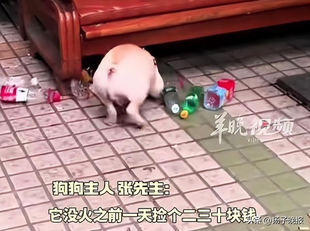 没有一口狗粮是白吃的！广州一5岁半小狗捡瓶5年攒下万元存款
