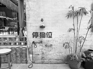宠物友好公约：“宠物友好”如何让人宠两安