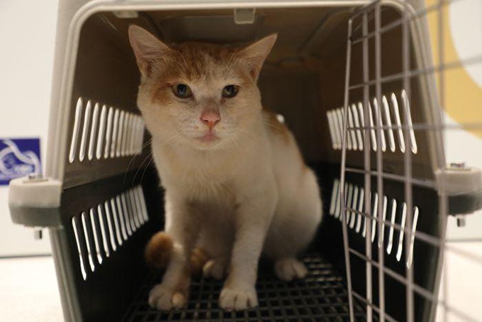 以爱之名！为7月3日救助的猫咪寻找一个温暖的家