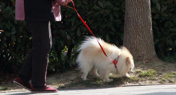 夫妻遛狗时爱犬被中华田园犬扑咬受伤 法院：田园犬主人未圈养规制，赔偿1620元
