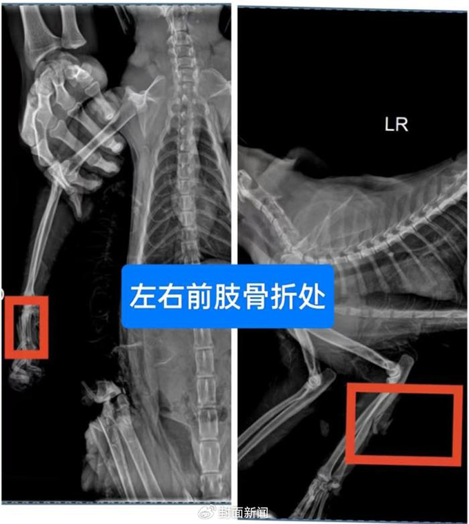 布偶猫重伤被丢弃，市民爱心救助挽救生命