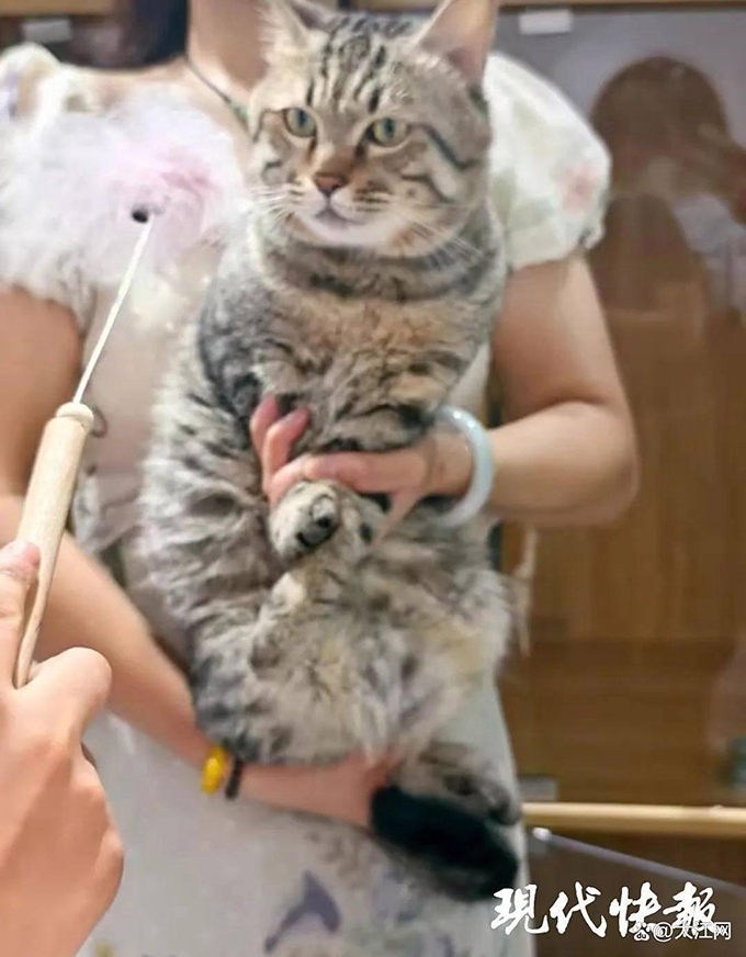 江苏扬州一只被法拍的狸花猫火了，超6000人报名竞拍