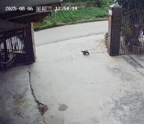 养了三十多年的鳄龟被过路司机抱走，主人恳求“不要杀它”，警方介入