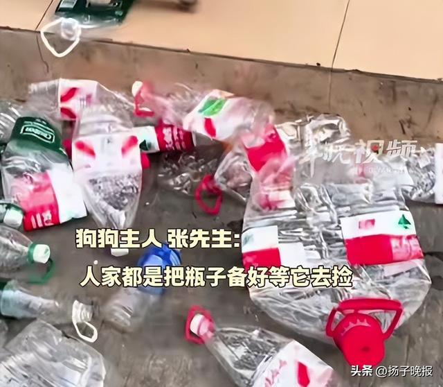 没有一口狗粮是白吃的！广州一5岁半小狗捡瓶5年攒下万元存款