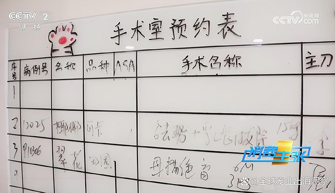 央视谈宠物经济爆发，12个宠物新赛道崛起