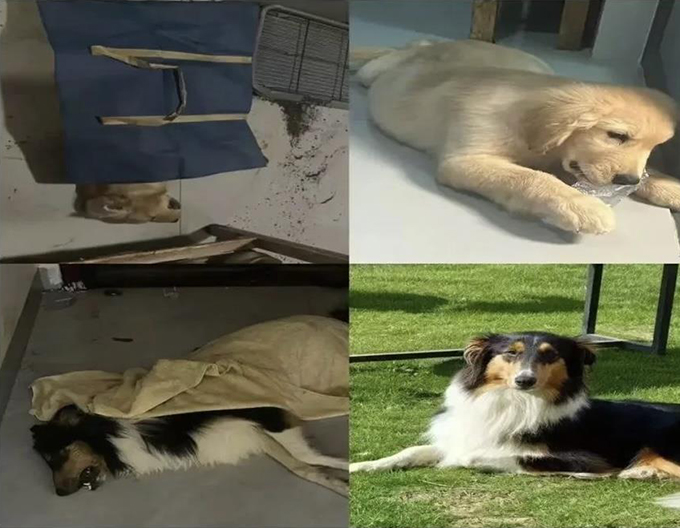 广西一小区有人高空抛食毒死多条宠物狗，居民悬赏万元寻线索，警方已立案调查