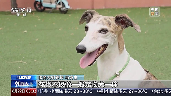 宠物服务招聘增速超72%，年轻人纷纷加入这一新兴行业