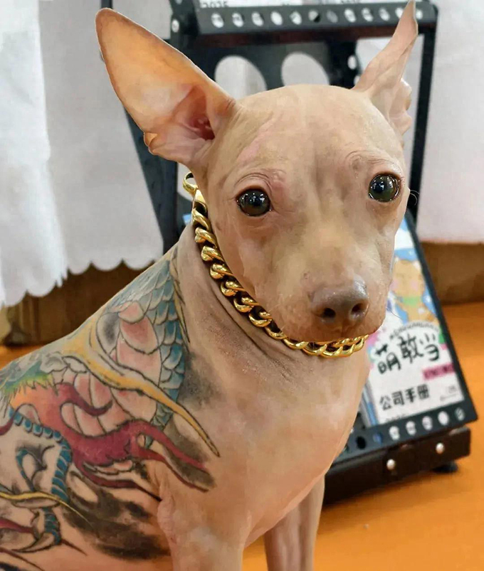 亚宠展惊现文身犬！主办方：已限制该犬主人入场