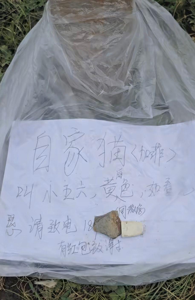 川西土拨鼠把一只宠物加菲猫“拐”进洞？村委会：猫咪已找到并归还，是自己跑进洞的