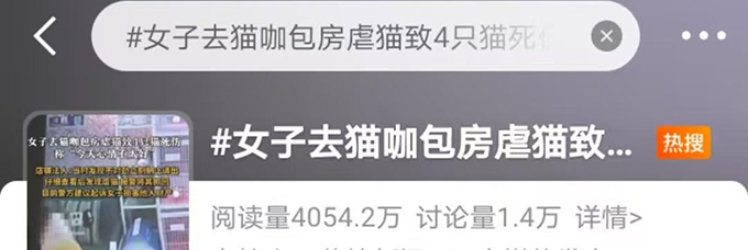 冲上热搜！网友怒了！女子去猫咖包房虐猫致多只猫死伤，该担何责？